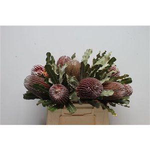 Banksia Menziesii