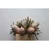 Banksia Prionotes