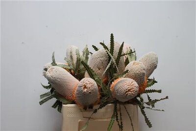 Banksia Prionotes
