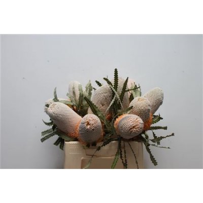 Banksia Prionotes