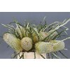 Banksia Speciosa
