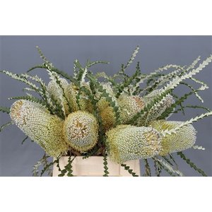 Banksia Speciosa