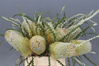 Banksia Speciosa