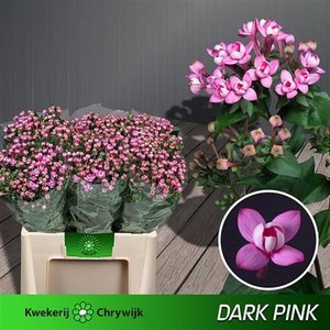 Bou Du Dark Pink