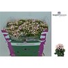 Bou Du Light Pink