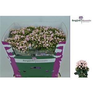 Bou Du Light Pink