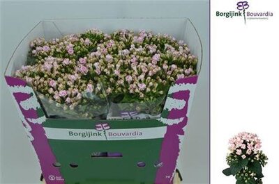 Bou Du Light Pink