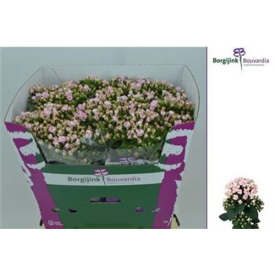 Bou Du Light Pink