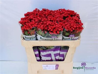 Bou En Red