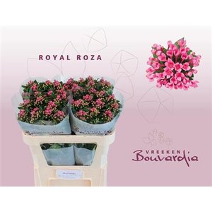 Bou En Roy Roza