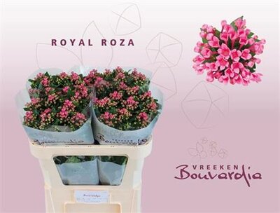 Bou En Roy Roza