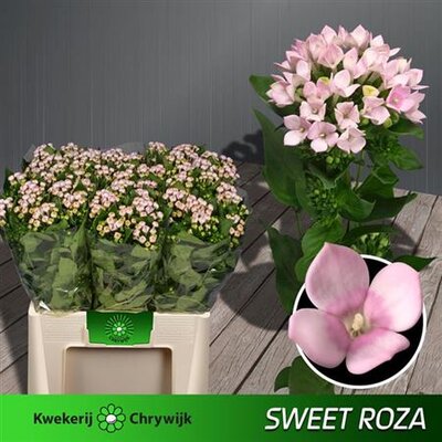 Bou En Sweet Roza L.Pink