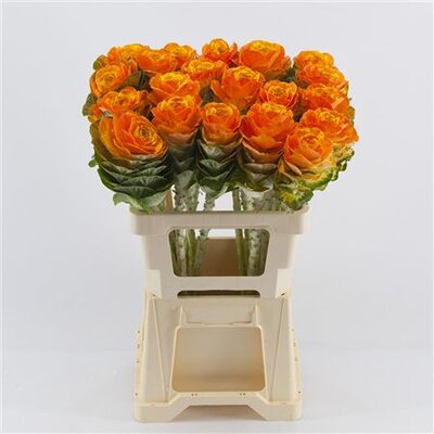 Brassica Dyed Orange - Yellow