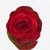 Brassica Dyed Powder Red