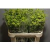 Bupleurum Griffithii