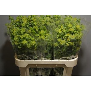 Bupleurum Griffithii