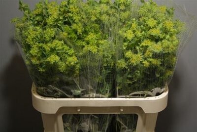 Bupleurum Griffithii