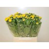 Calend Yellow