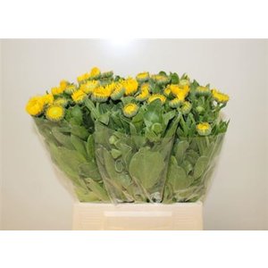 Calend Yellow