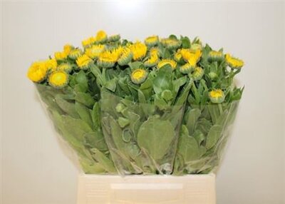 Calend Yellow