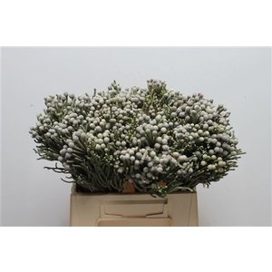 Cape Green Brunia Silver