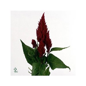 Cel P Cent Purp Rose