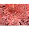 Chr Gr Ana Dyed Snow Light Pink