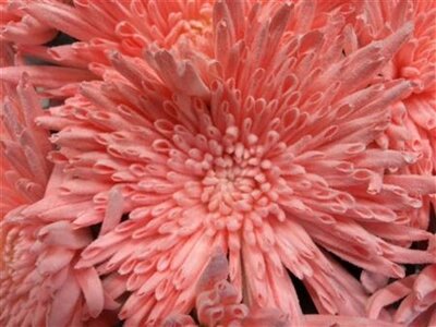 Chr Gr Ana Dyed Snow Light Pink