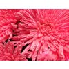Chr Gr Ana Dyed Snow Pink