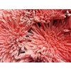 Chr Gr Ana Dyed Snow Red