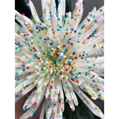 Chr Gr Anastasia Dyed Candy