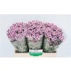 Chr Sant Calimero Pink