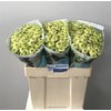Chr Sant Country Lime