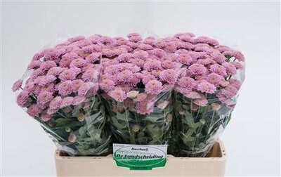 Chr Sant Ellison Pink