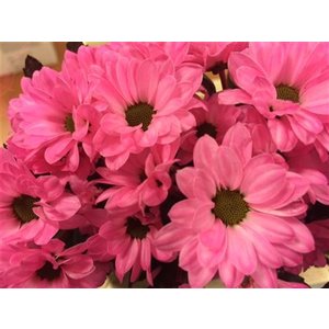 Chr Santini Bouncer Cerise
