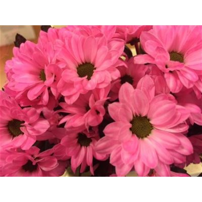 Chr Santini Bouncer Cerise