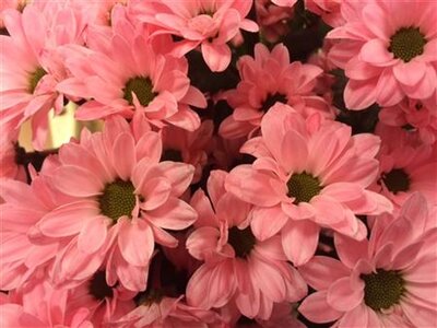 Chr Santini Bouncer Pink