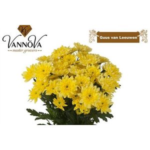 Chr T Baltica Yellow Vannova