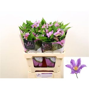 Clem London Lavendel