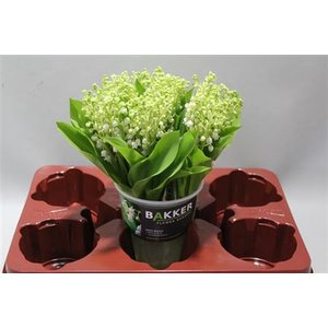 Convallaria P St Cut On Water