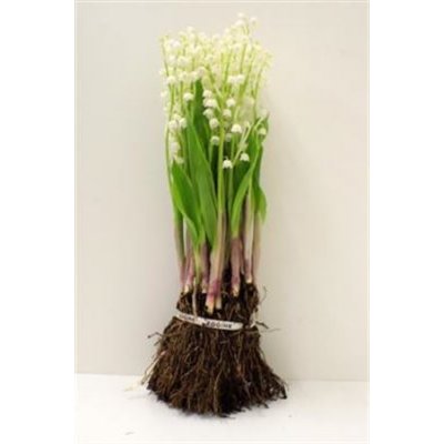Convallaria + Roots