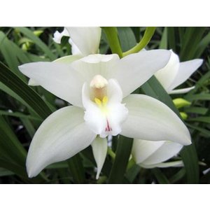 Cym Mini White *10
