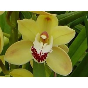 Cym Mini Yellow *10