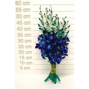 Dendro Dyed Blue