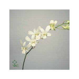 Dendro White