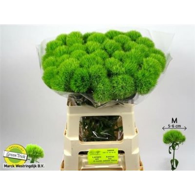 Di Barb Green Trick