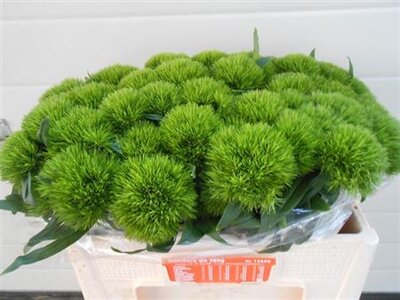 Di Barb Green Wicky
