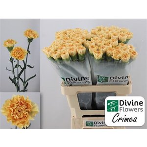 Di St Crimea