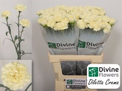 Di St Diletta Crema