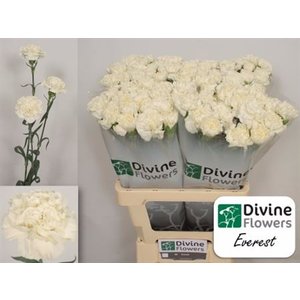 Di St Everest White